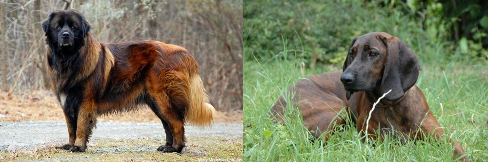 Hanover Hound vs Estrela Mountain Dog - Breed Comparison