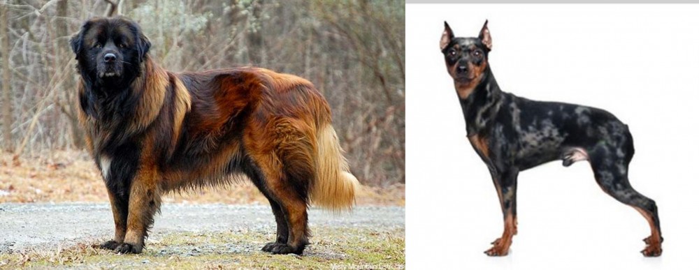 Harlequin Pinscher vs Estrela Mountain Dog - Breed Comparison