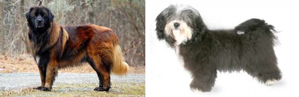Havanese vs Estrela Mountain Dog - Breed Comparison