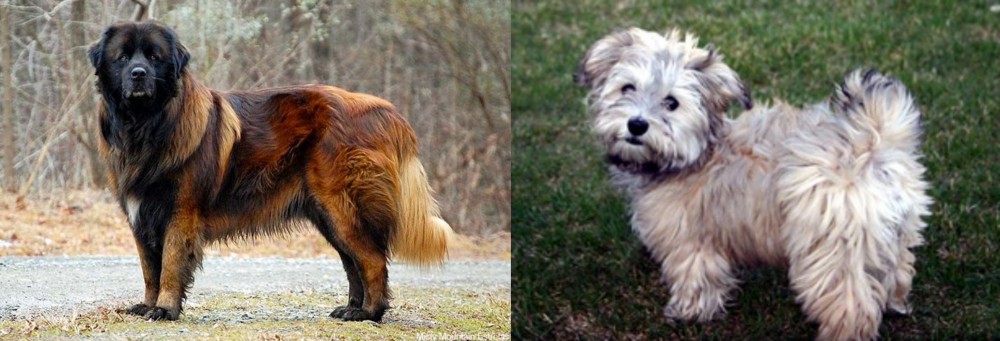 Havapoo vs Estrela Mountain Dog - Breed Comparison