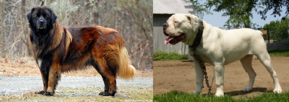 Hermes Bulldogge vs Estrela Mountain Dog - Breed Comparison