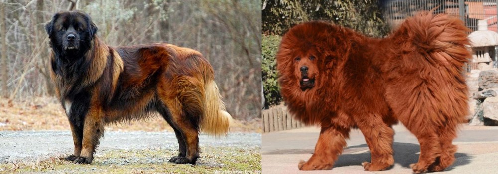 Himalayan Mastiff vs Estrela Mountain Dog - Breed Comparison