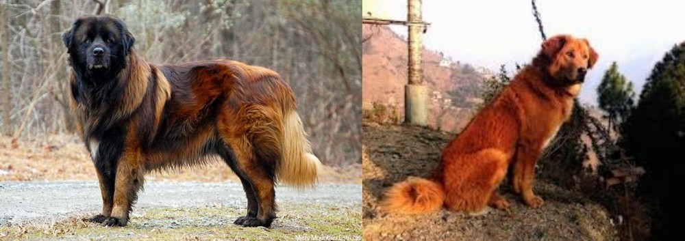 Himalayan Sheepdog vs Estrela Mountain Dog - Breed Comparison