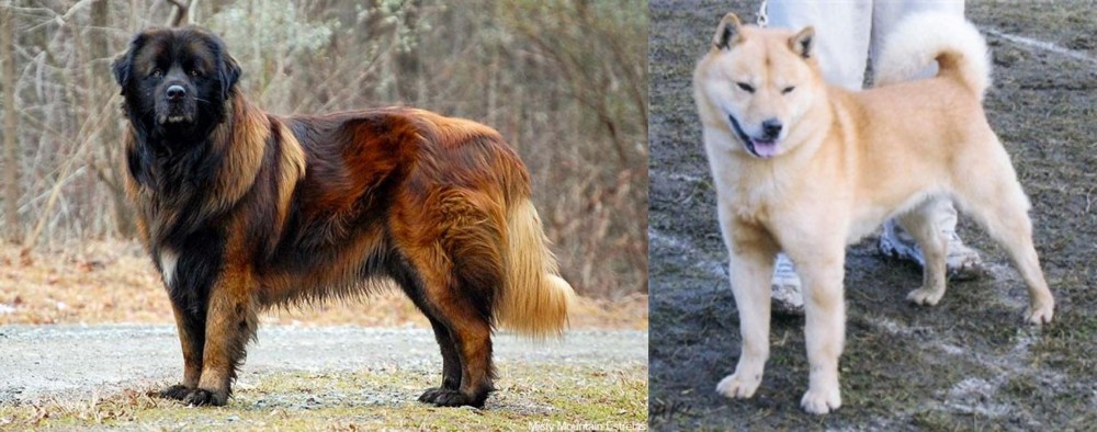 Hokkaido vs Estrela Mountain Dog - Breed Comparison