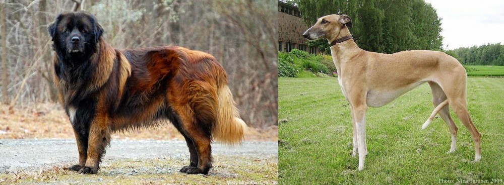 Hortaya Borzaya vs Estrela Mountain Dog - Breed Comparison