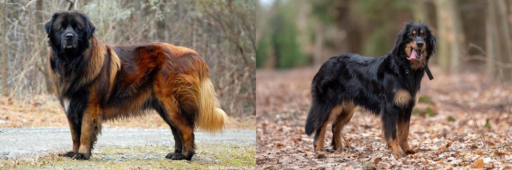 Hovawart vs Estrela Mountain Dog - Breed Comparison