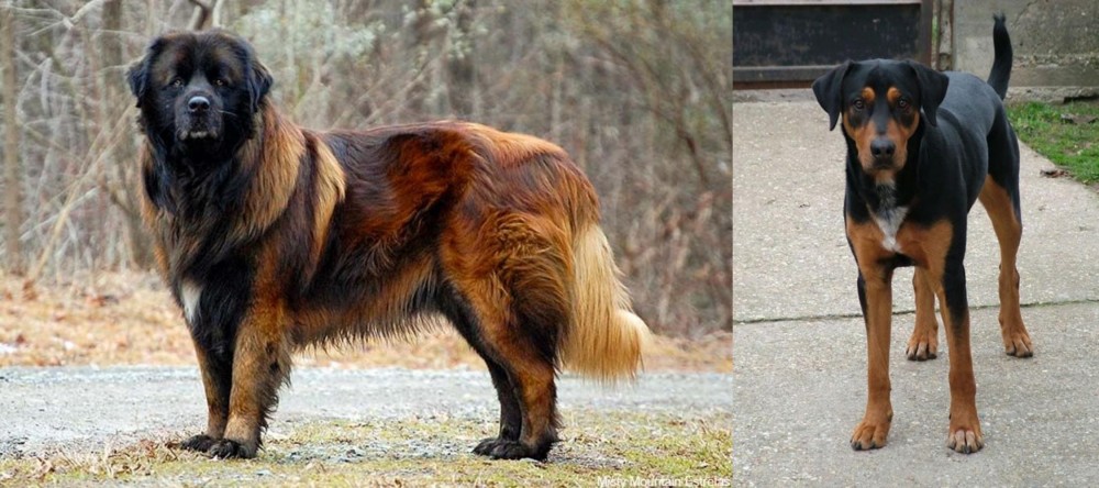 Hungarian Hound vs Estrela Mountain Dog - Breed Comparison