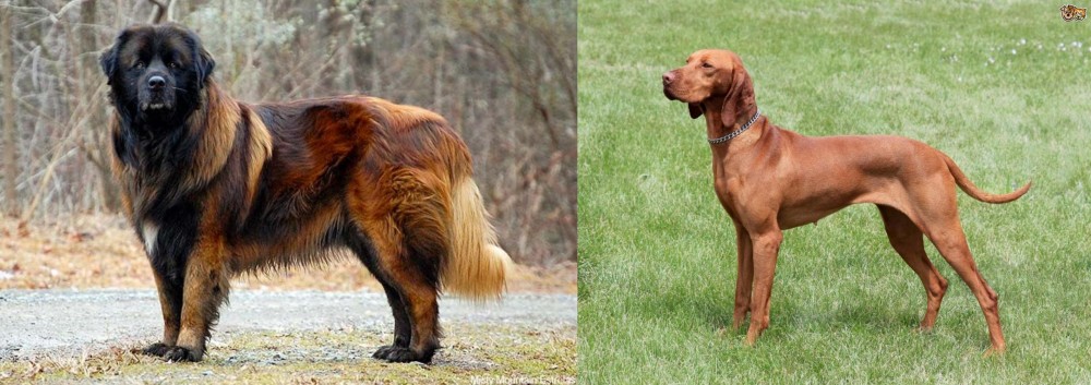 Hungarian Vizsla vs Estrela Mountain Dog - Breed Comparison