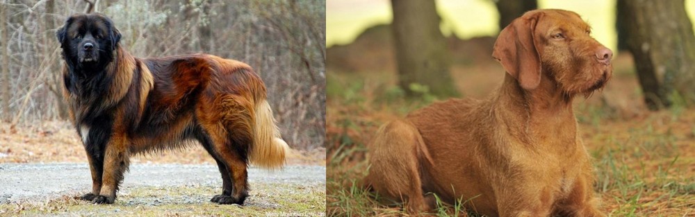 Hungarian Wirehaired Vizsla vs Estrela Mountain Dog - Breed Comparison