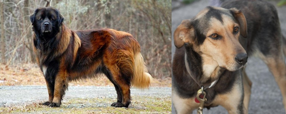 Huntaway vs Estrela Mountain Dog - Breed Comparison