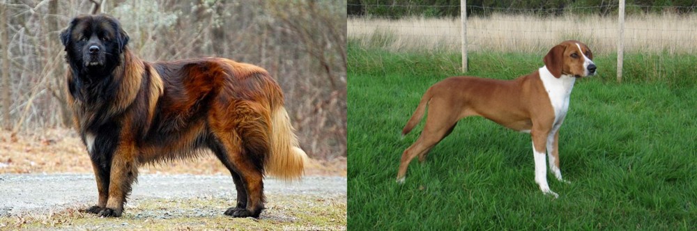 Hygenhund vs Estrela Mountain Dog - Breed Comparison