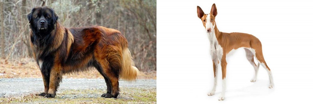 Ibizan Hound vs Estrela Mountain Dog - Breed Comparison