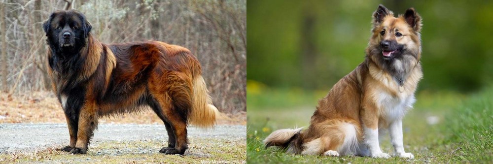 Icelandic Sheepdog vs Estrela Mountain Dog - Breed Comparison