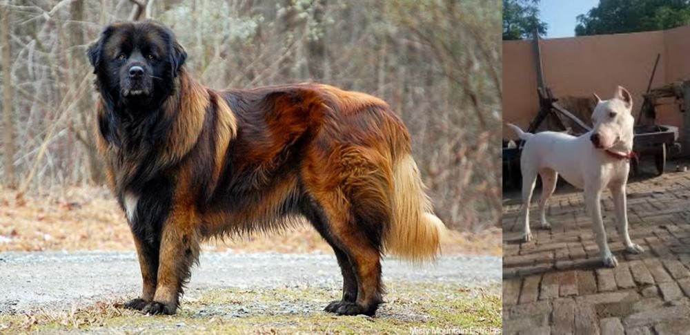 Indian Bull Terrier vs Estrela Mountain Dog - Breed Comparison