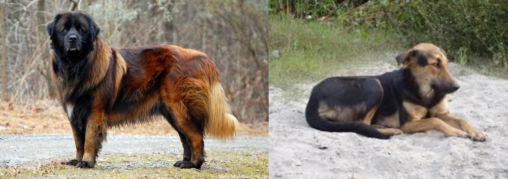 Indian Pariah Dog vs Estrela Mountain Dog - Breed Comparison