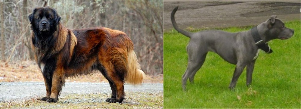 Irish Bull Terrier vs Estrela Mountain Dog - Breed Comparison