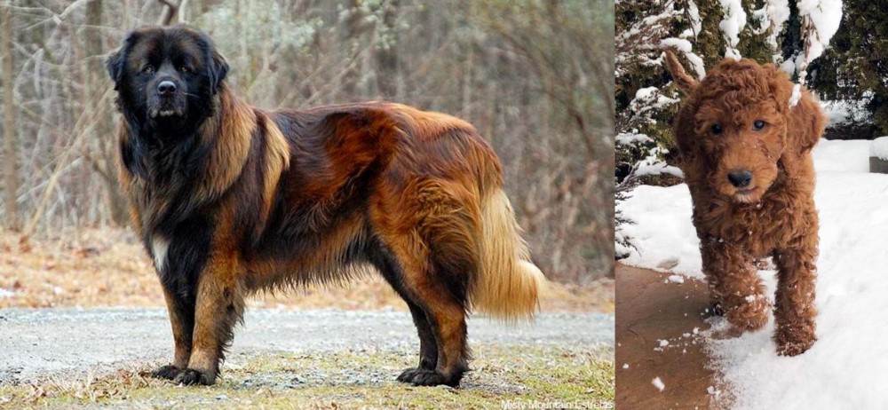 Irish Doodles vs Estrela Mountain Dog - Breed Comparison