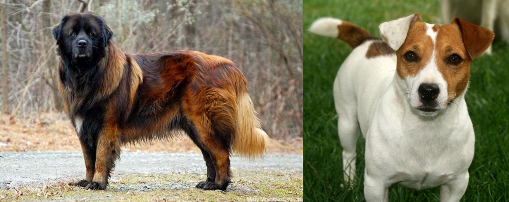 Irish Jack Russell vs Estrela Mountain Dog - Breed Comparison