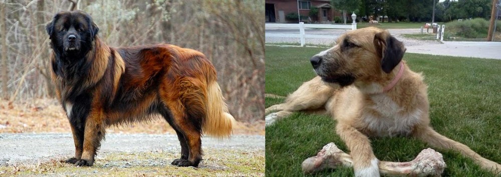Irish Mastiff Hound vs Estrela Mountain Dog - Breed Comparison