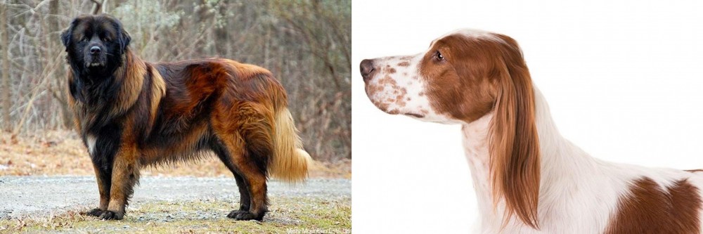 Irish Red and White Setter vs Estrela Mountain Dog - Breed Comparison