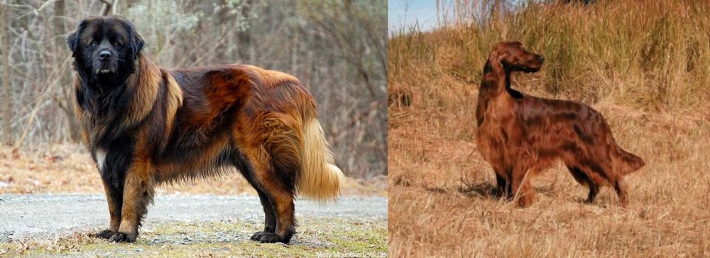 Irish Setter vs Estrela Mountain Dog - Breed Comparison