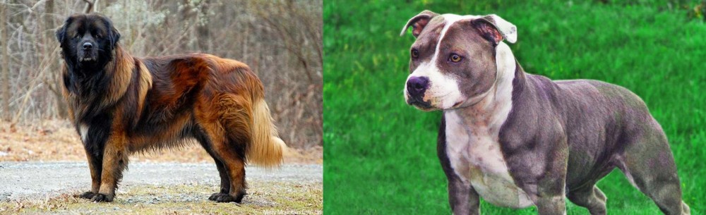 Irish Staffordshire Bull Terrier vs Estrela Mountain Dog - Breed Comparison