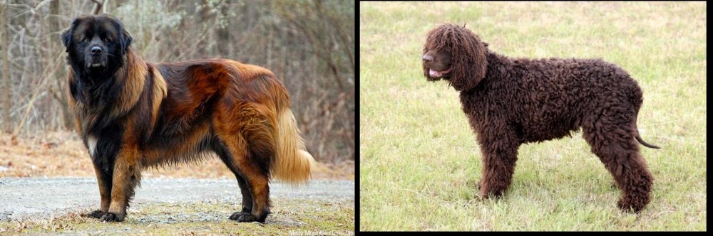 Irish Water Spaniel vs Estrela Mountain Dog - Breed Comparison