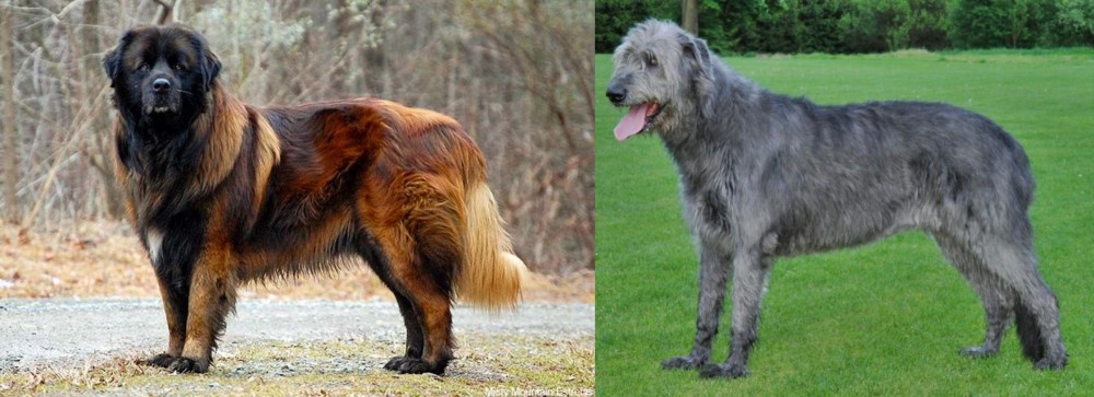 Irish Wolfhound vs Estrela Mountain Dog - Breed Comparison