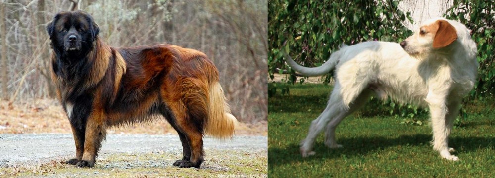 Istarski Ostrodlaki Gonic vs Estrela Mountain Dog - Breed Comparison