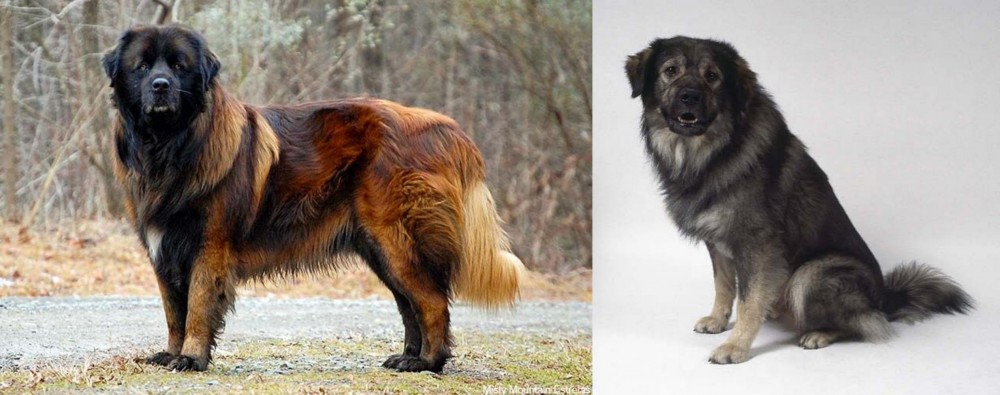 Istrian Sheepdog vs Estrela Mountain Dog - Breed Comparison