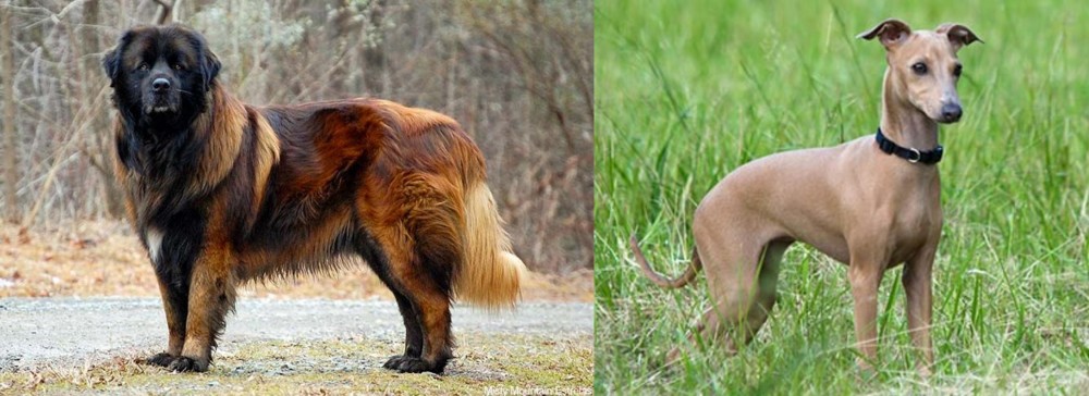 Italian Greyhound vs Estrela Mountain Dog - Breed Comparison