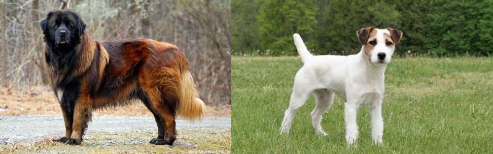 Jack Russell Terrier vs Estrela Mountain Dog - Breed Comparison