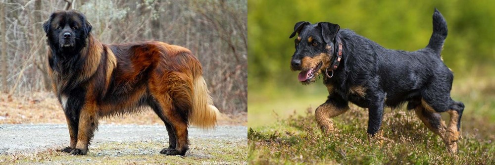 Jagdterrier vs Estrela Mountain Dog - Breed Comparison