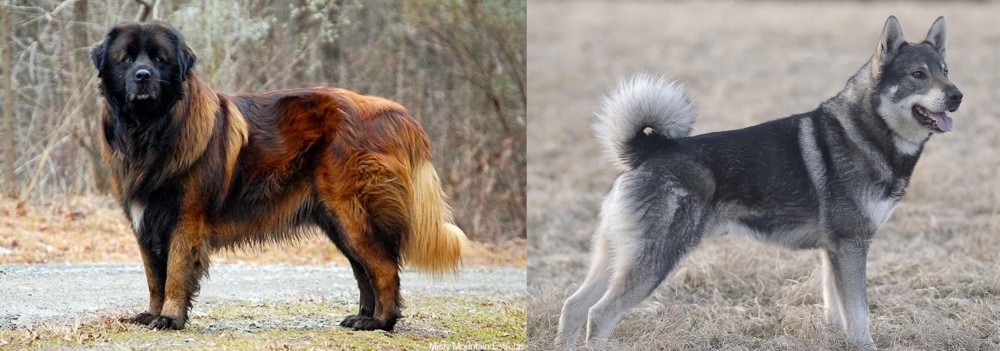 Jamthund vs Estrela Mountain Dog - Breed Comparison