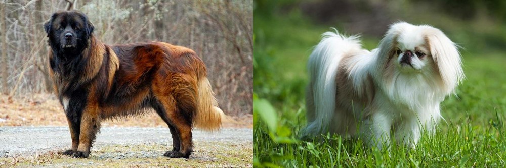 Japanese Chin vs Estrela Mountain Dog - Breed Comparison