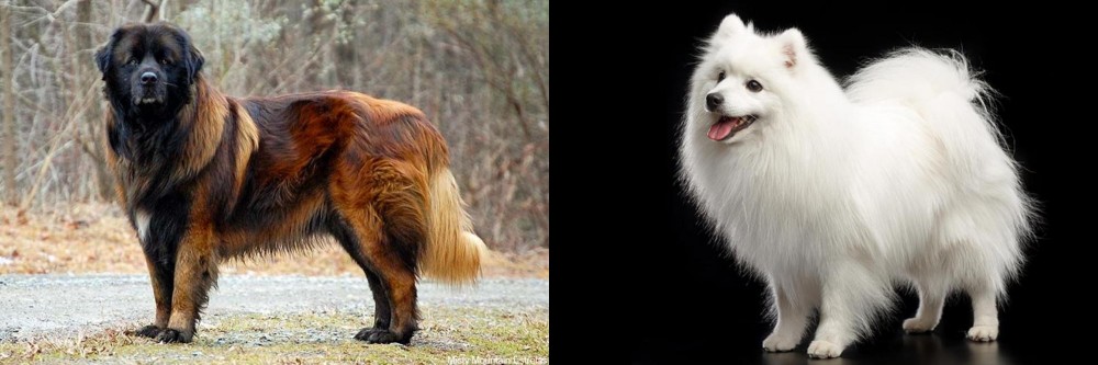 Japanese Spitz vs Estrela Mountain Dog - Breed Comparison