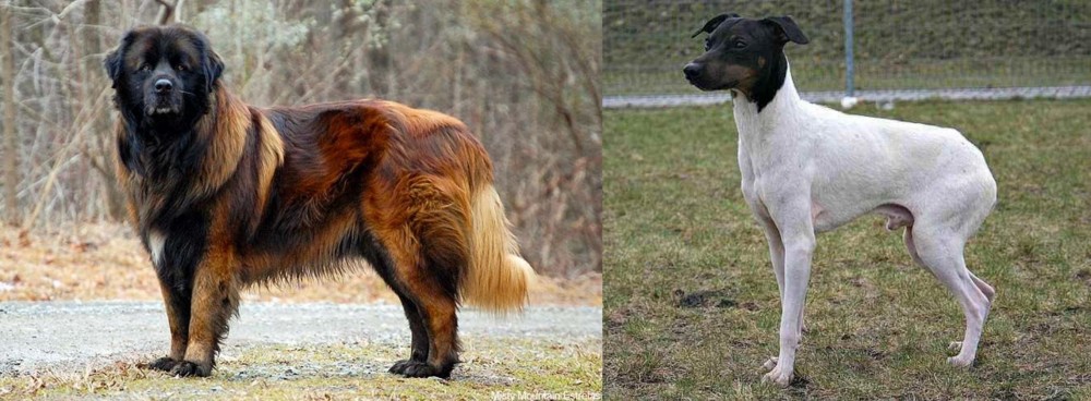 Japanese Terrier vs Estrela Mountain Dog - Breed Comparison