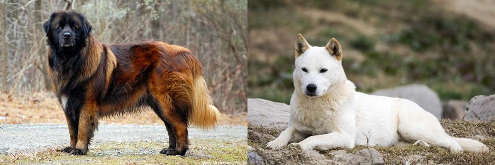 Jindo vs Estrela Mountain Dog - Breed Comparison