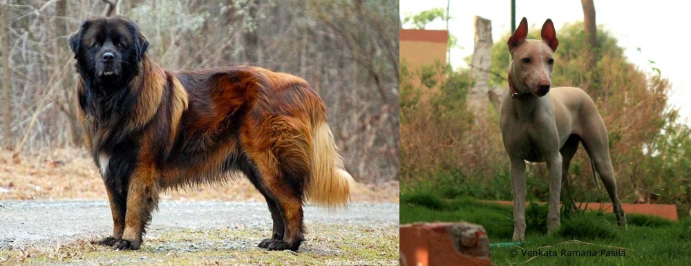 Jonangi vs Estrela Mountain Dog - Breed Comparison