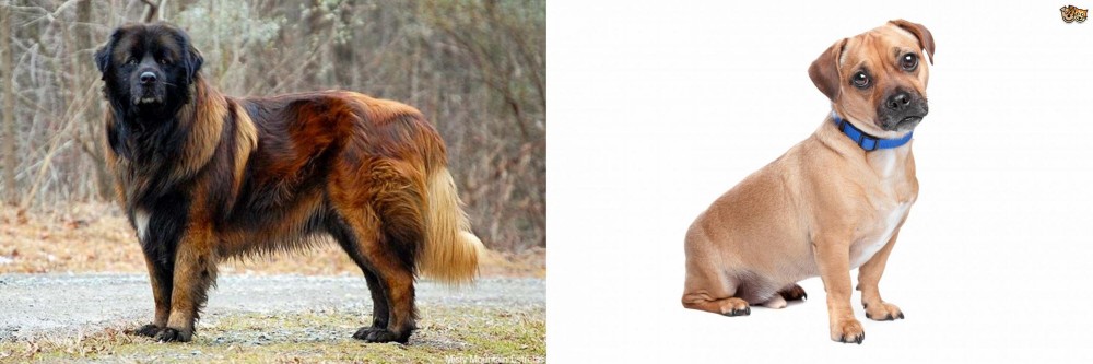 Jug vs Estrela Mountain Dog - Breed Comparison