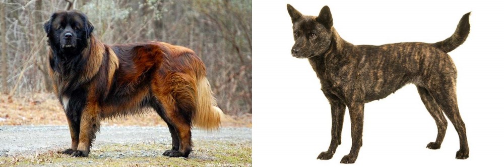 Kai Ken vs Estrela Mountain Dog - Breed Comparison