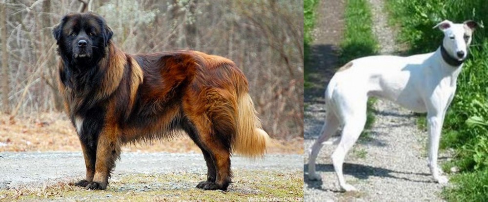 Kaikadi vs Estrela Mountain Dog - Breed Comparison