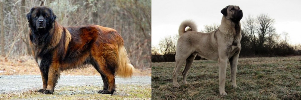 Kangal Dog vs Estrela Mountain Dog - Breed Comparison