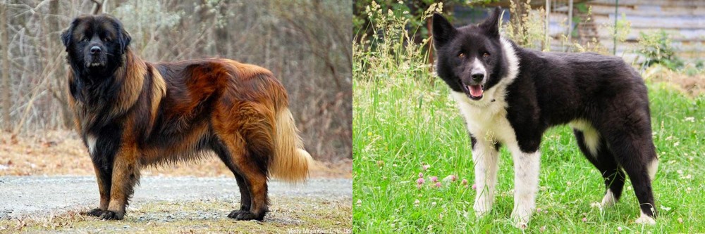 Karelian Bear Dog vs Estrela Mountain Dog - Breed Comparison