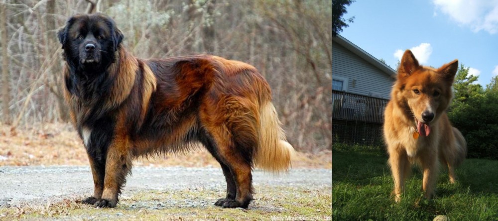 Karelo-Finnish Laika vs Estrela Mountain Dog - Breed Comparison