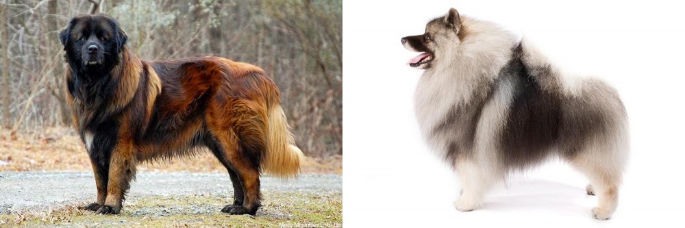 Keeshond vs Estrela Mountain Dog - Breed Comparison