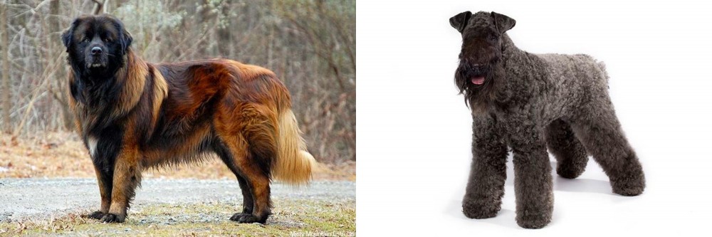 Kerry Blue Terrier vs Estrela Mountain Dog - Breed Comparison