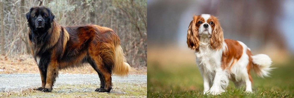 King Charles Spaniel vs Estrela Mountain Dog - Breed Comparison