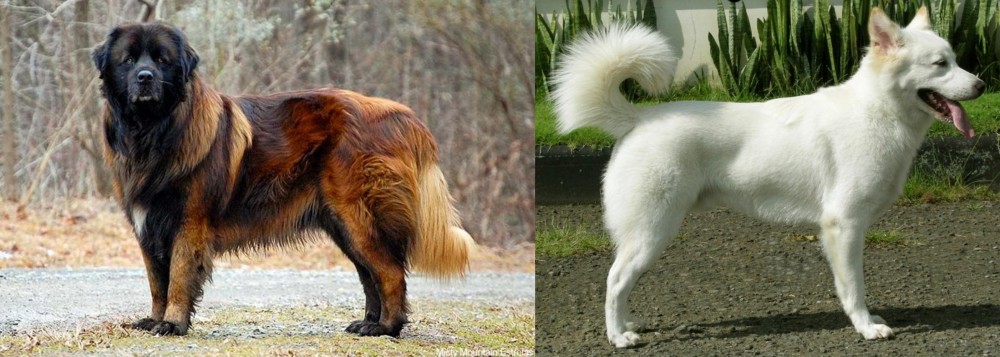 Kintamani vs Estrela Mountain Dog - Breed Comparison