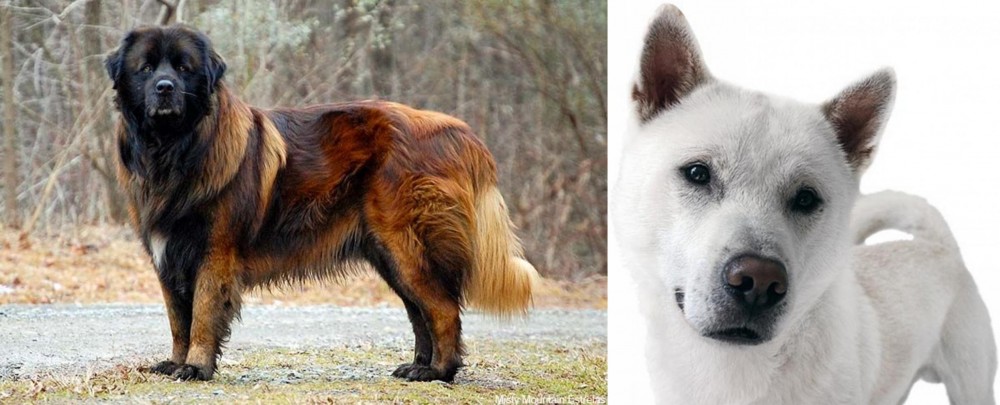 Kishu vs Estrela Mountain Dog - Breed Comparison